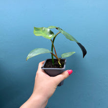 Load image into Gallery viewer, Philodendron Atabapoense A