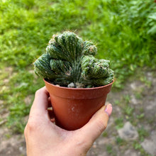 Load image into Gallery viewer, Cereus Peruvianus Monstrosus Cristata