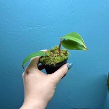 Load image into Gallery viewer, Baby Philodendron Erubescens 'Red Emerald'