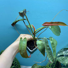 Load image into Gallery viewer, Philodendron Atabapoense