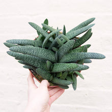 Load image into Gallery viewer, Gasteria Verrucosa