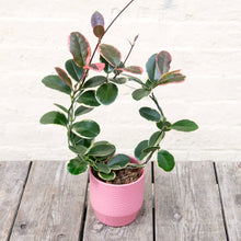 Load image into Gallery viewer, Hoya Australis Blondie Hoop Trellis
