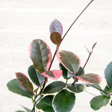 Load image into Gallery viewer, Hoya Australis Blondie Hoop Trellis