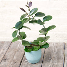Load image into Gallery viewer, Hoya Australis Hoop Trellis