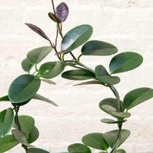 Load image into Gallery viewer, Hoya Australis Hoop Trellis