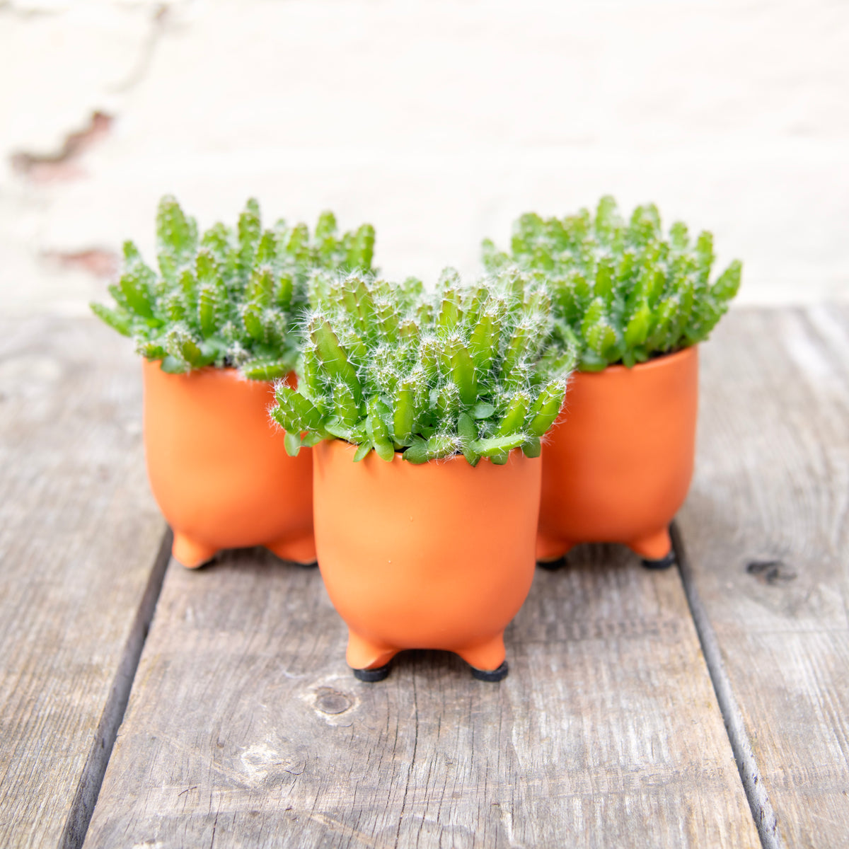 Hylocereus Undatus 'Dragon Fruit' Moose Plant Shop