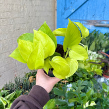 Load image into Gallery viewer, Pothos Collection: Marble Queen, Happy Leaf, Neon & Global Green