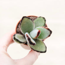 Load image into Gallery viewer, Kalanchoe Tomentosa 'Panda Plant'
