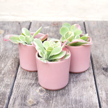 Load image into Gallery viewer, Kalanchoe Thyrsiflora 'Flapjacks' Variegata