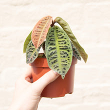Load image into Gallery viewer, Labisia 'Gigantifolia'