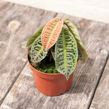 Load image into Gallery viewer, Labisia 'Gigantifolia'