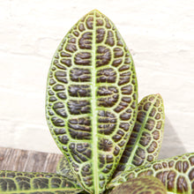 Load image into Gallery viewer, Labisia 'Turtleback'