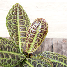 Load image into Gallery viewer, Labisia 'Turtleback'
