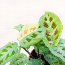Load image into Gallery viewer, Maranta Leuconeura Kerchoveana Variegata 'Prayer Plant'