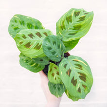 Load image into Gallery viewer, Maranta Leuconeura Kerchoveana Variegata 'Prayer Plant'