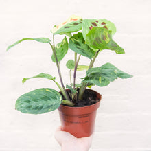 Load image into Gallery viewer, Maranta Leuconeura Kerchoveana Variegata 'Prayer Plant'