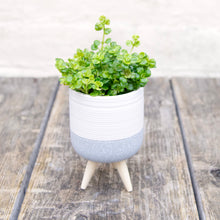 Load image into Gallery viewer, Mini Ceramic Plant Pot on Feet