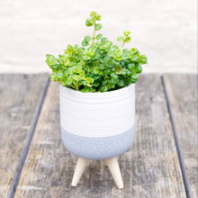Load image into Gallery viewer, Pilea Depressa 'Baby Tears'