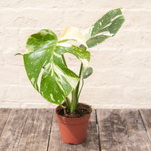 Load image into Gallery viewer, Monstera Deliciosa 'Thai Constellation'