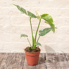 Load image into Gallery viewer, Monstera Deliciosa 'Thai Constellation'