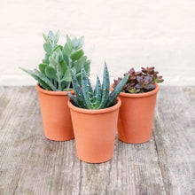 Load image into Gallery viewer, Mystery Succulent Mix In Terracotta Pot