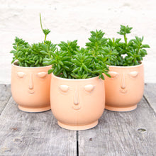 Load image into Gallery viewer, Peperomia Axillaris 'Taco Leaf Plant'