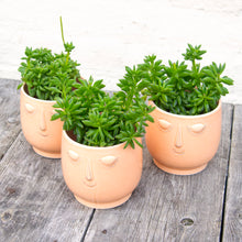 Load image into Gallery viewer, Peperomia Axillaris 'Taco Leaf Plant'