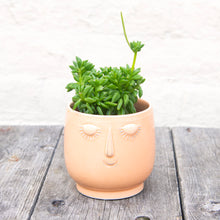 Load image into Gallery viewer, Peperomia Axillaris 'Taco Leaf Plant'