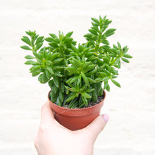 Load image into Gallery viewer, Peperomia Axillaris 'Taco Leaf Plant'