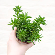 Load image into Gallery viewer, Peperomia Axillaris 'Taco Leaf Plant'