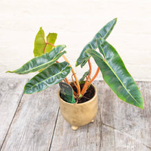 Load image into Gallery viewer, Philodendron Billietiae