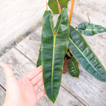 Load image into Gallery viewer, Philodendron Billietiae