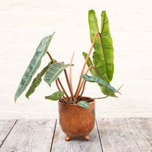 Load image into Gallery viewer, Philodendron Billietiae