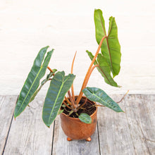 Load image into Gallery viewer, Philodendron Billietiae