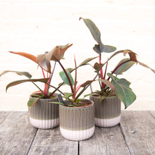 Load image into Gallery viewer, Philodendron 'Florida Bronze'