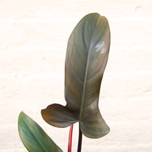 Load image into Gallery viewer, Philodendron 'Florida Bronze'