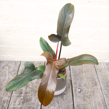 Load image into Gallery viewer, Philodendron 'Florida Bronze'