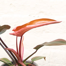 Load image into Gallery viewer, Philodendron 'Florida Bronze'