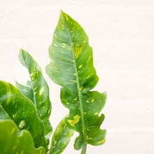 Load image into Gallery viewer, Philodendron 'Ring of Fire'