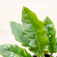 Load image into Gallery viewer, Philodendron 'Ring of Fire'