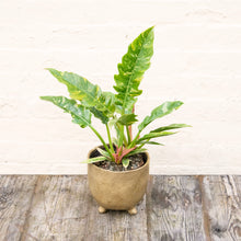 Load image into Gallery viewer, Philodendron 'Ring of Fire'