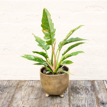 Load image into Gallery viewer, Philodendron 'Ring of Fire'