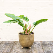 Load image into Gallery viewer, Philodendron 'Ring of Fire'