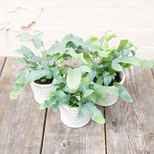 Load image into Gallery viewer, Phlebodium Aureum 'Blue Star Fern'