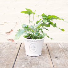Load image into Gallery viewer, Phlebodium Aureum 'Blue Star Fern'