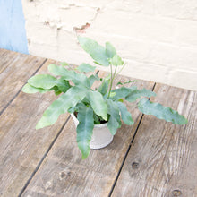 Load image into Gallery viewer, Phlebodium Aureum 'Blue Star Fern'