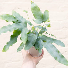 Load image into Gallery viewer, Phlebodium Aureum 'Blue Star Fern'