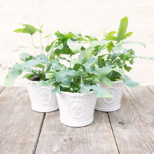 Load image into Gallery viewer, Phlebodium Aureum 'Blue Star Fern'