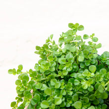 Load image into Gallery viewer, Pilea Depressa 'Baby Tears'