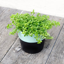 Load image into Gallery viewer, Pilea Depressa 'Baby Tears'